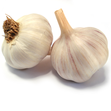 picture of garlic